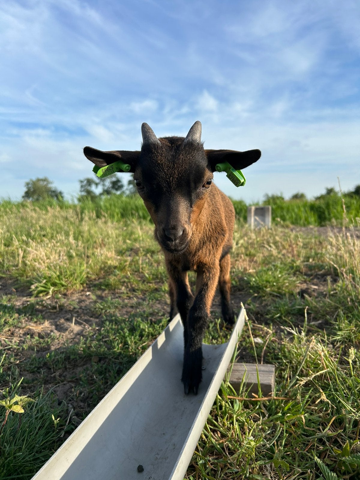 Lief geiten bokje te koop, Dieren en Toebehoren, Mannelijk, Geit