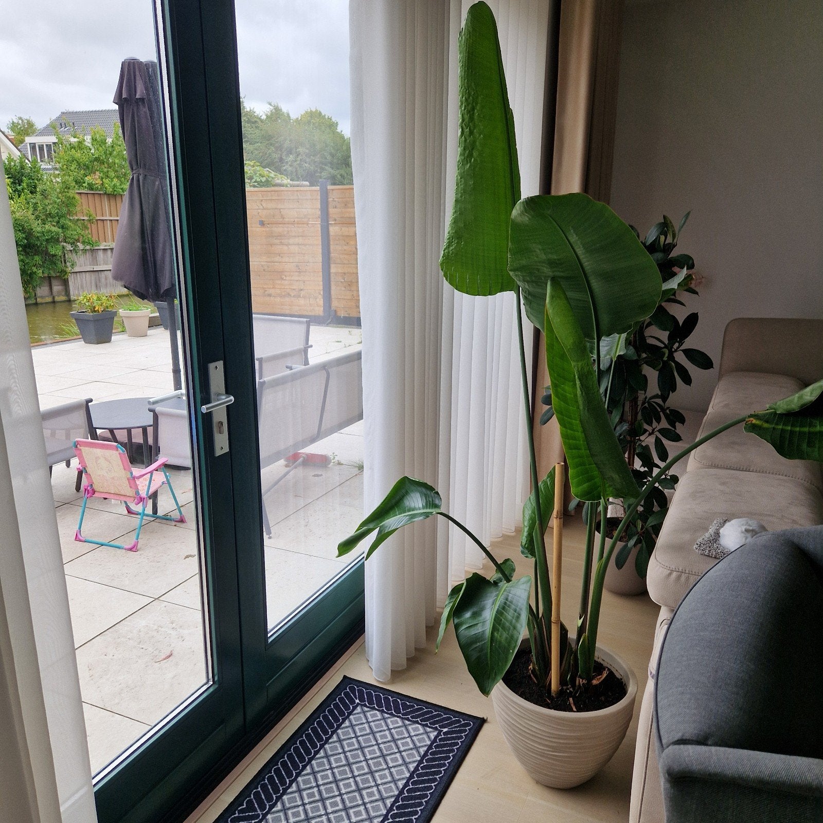 Strelitzia van 2 meter hoog inclusief pot, Ophalen