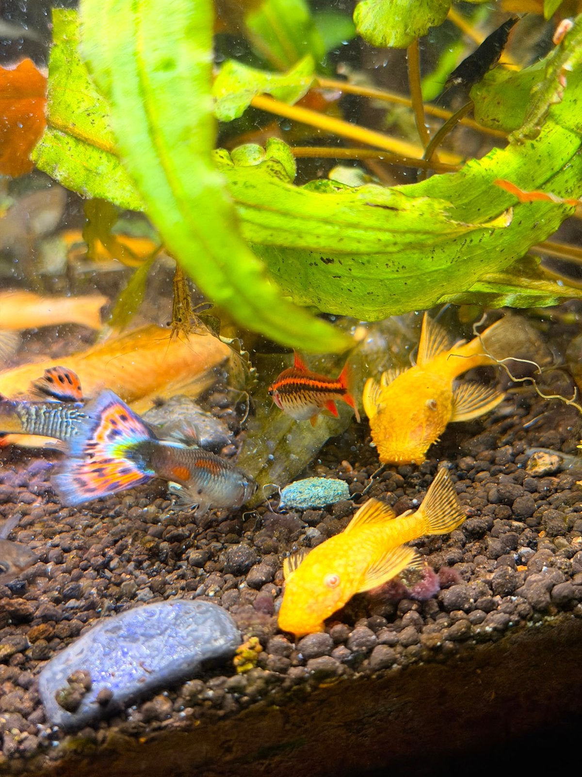 Algeneters, Ancistrus Dolichopterus albino, Vis