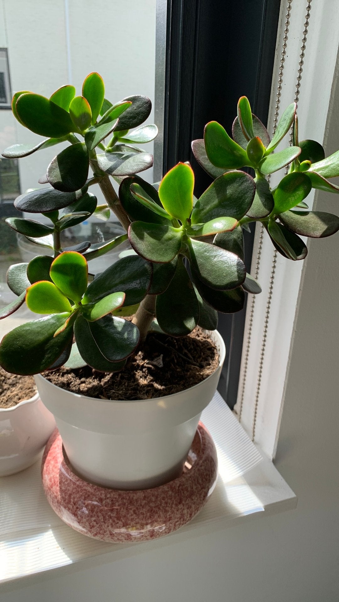 Vet plant met pot €12, Huis en Inrichting, Kamerplanten, Ophalen, Halfschaduw, Minder dan 100 cm