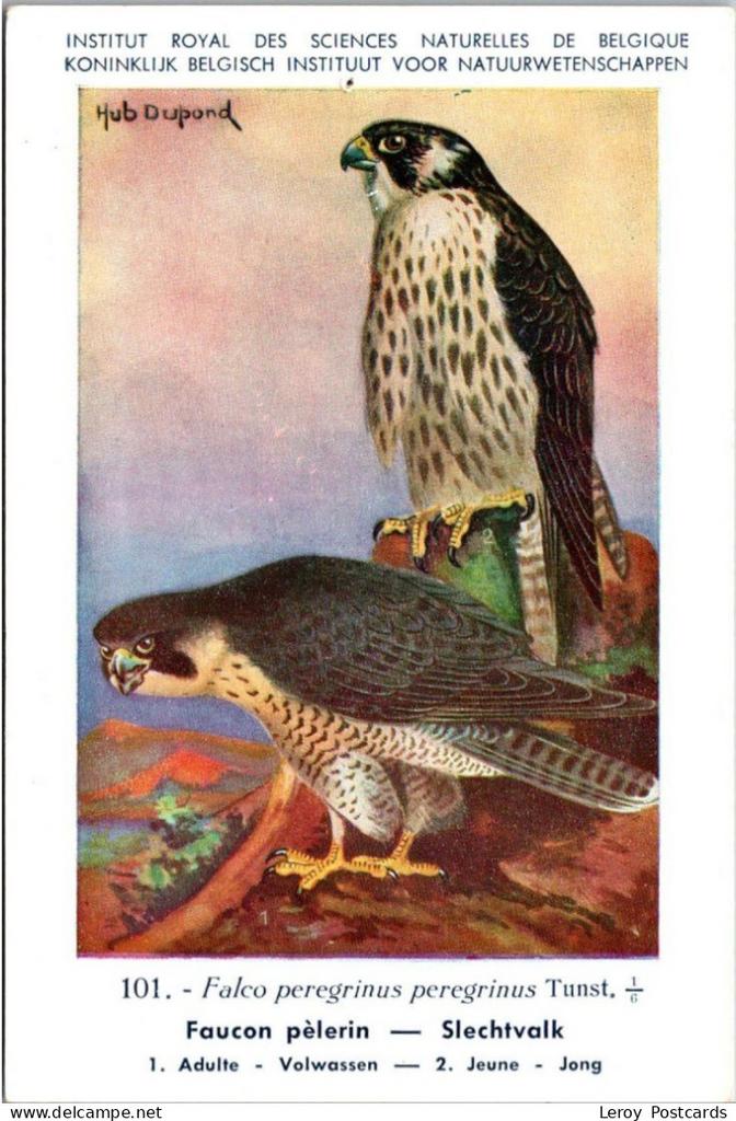 Slechtvalk / Peregrine falcon – Nº 101 – (KBIN / IRSNB), Verzenden, 1940 tot 1960, Ongelopen, Vogel