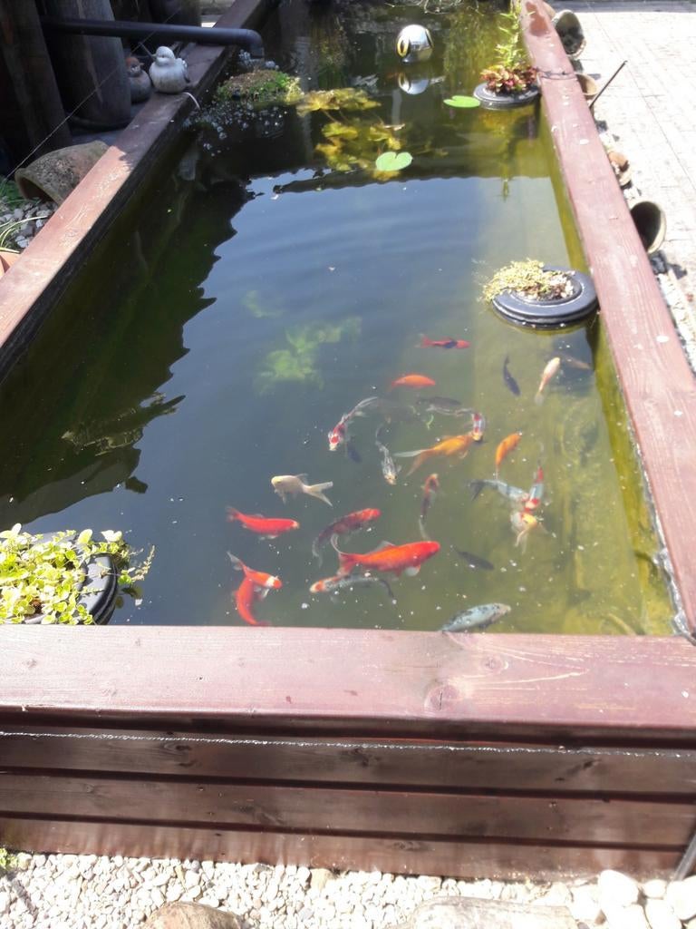 , zuurstofplanten gevraagt, Tuin en Terras, Vijvers, Ophalen of Verzenden