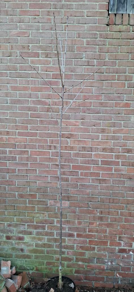 Prunus regina. Kersenboom, Ophalen, Volle zon, Overige soorten