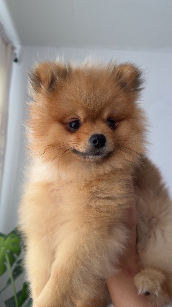 Pomeriaan bearface, Keeshond, 15 weken tot 1 jaar, Reu, Parvo