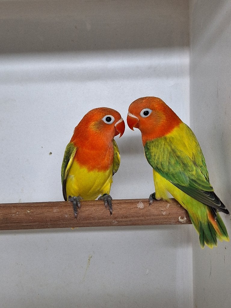 Agapornis Fischeri's, Dieren en Toebehoren, Geslacht onbekend, Dwergpapegaai of Agapornis, Geringd