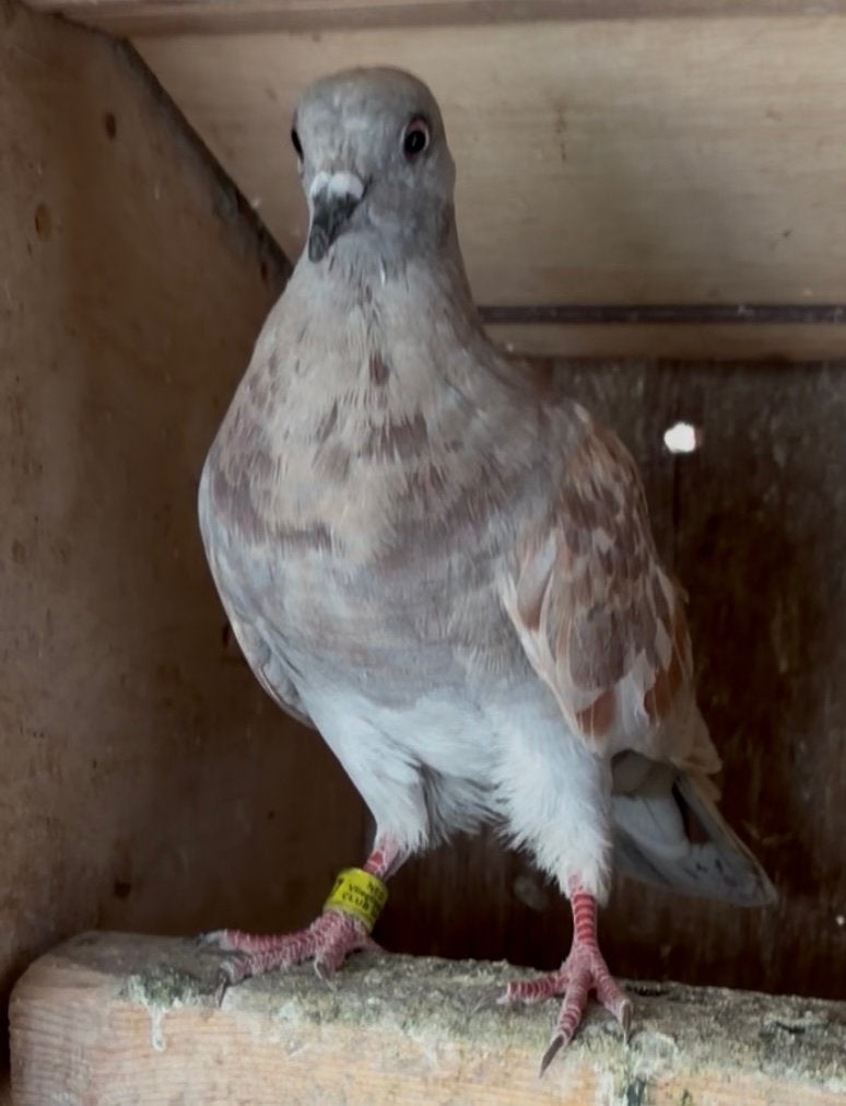 Duiven hoovgliegers, Meerdere dieren, Postduif