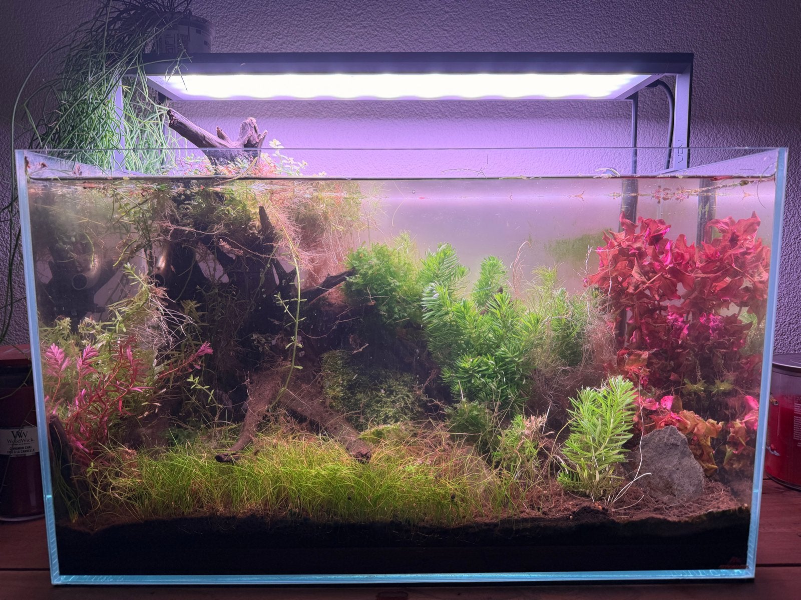 High-end Aquascape Set | ADA Aquasky RGB II | Oase bio + CO2, Dieren en Toebehoren, Vissen | Aquaria en Toebehoren, Zo goed als nieuw