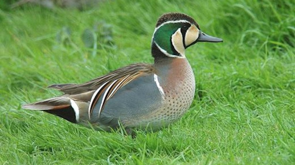 eenden, siereenden, watervogels, Dieren en Toebehoren, Meerdere dieren, Eend