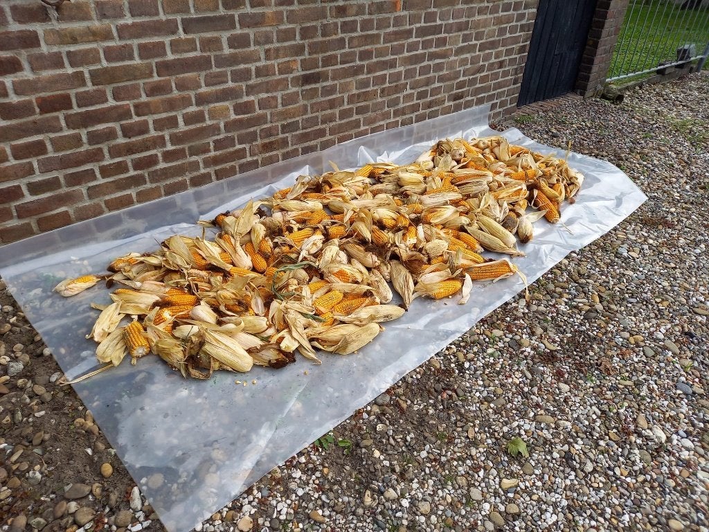 mais kolven, Ophalen, Najaar, Volle zon, Knol