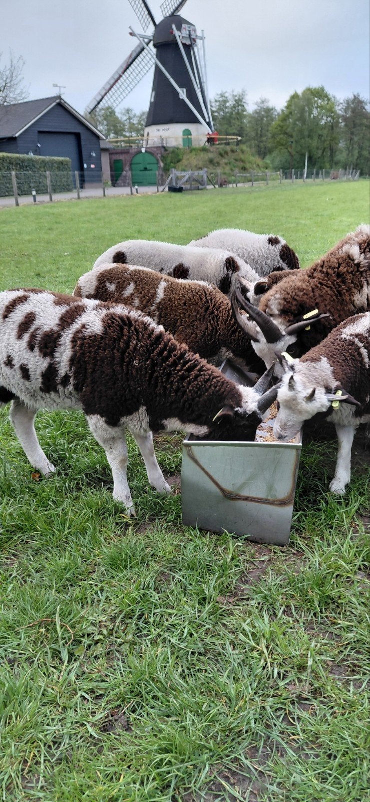 Jacobschaap  lammetjeswol gratis, Meerdere dieren, Schaap