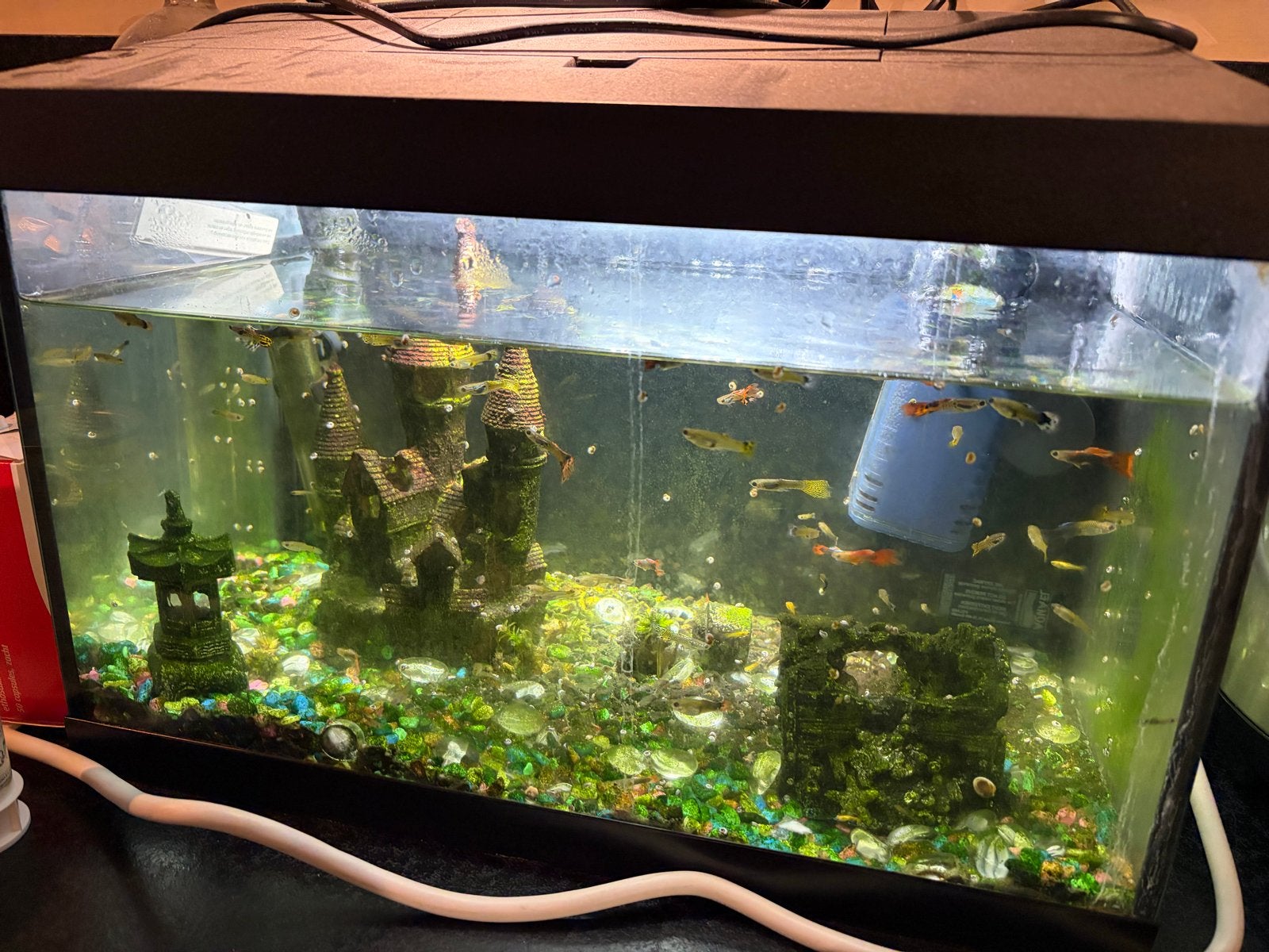 Guppy’s, Vis