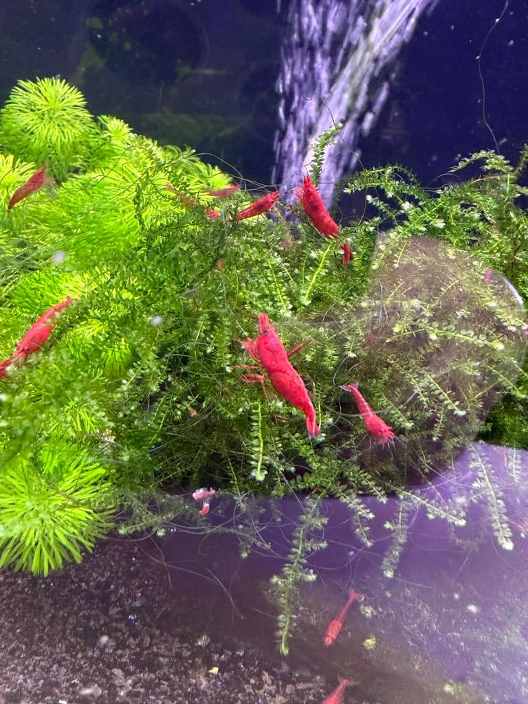 Neocaridina davidi- rood garnalen, Dieren en Toebehoren, Kreeft, Krab of Garnaal