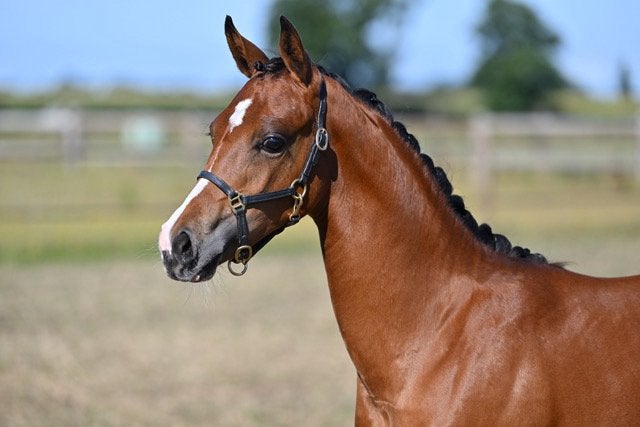Zuiderzee Briljant NG – NWR merrieveulen, Dieren en Toebehoren, Pony's, Merrie, Met stamboom, Dressuurpony, 0 tot 2 jaar