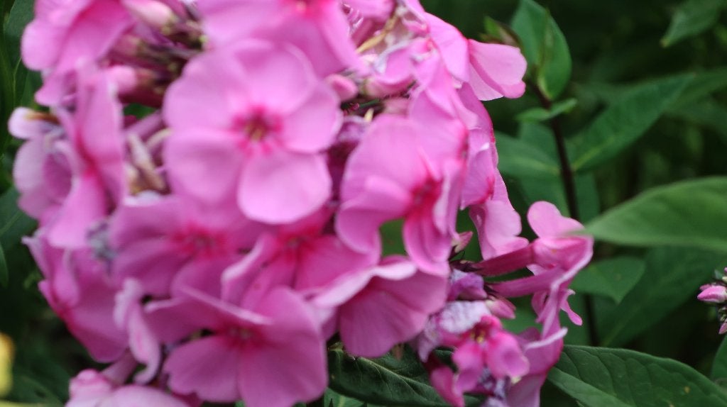 20 planten Phlox Paniculata "Eva  Cullum", Tuin en Terras, Overige soorten, Volle zon, Vaste plant, Ophalen of Verzenden
