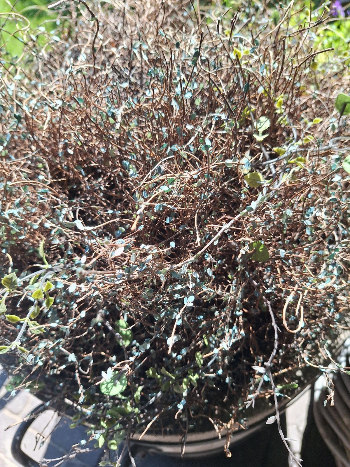 Nep planten bol, Ophalen of Verzenden, Overige soorten