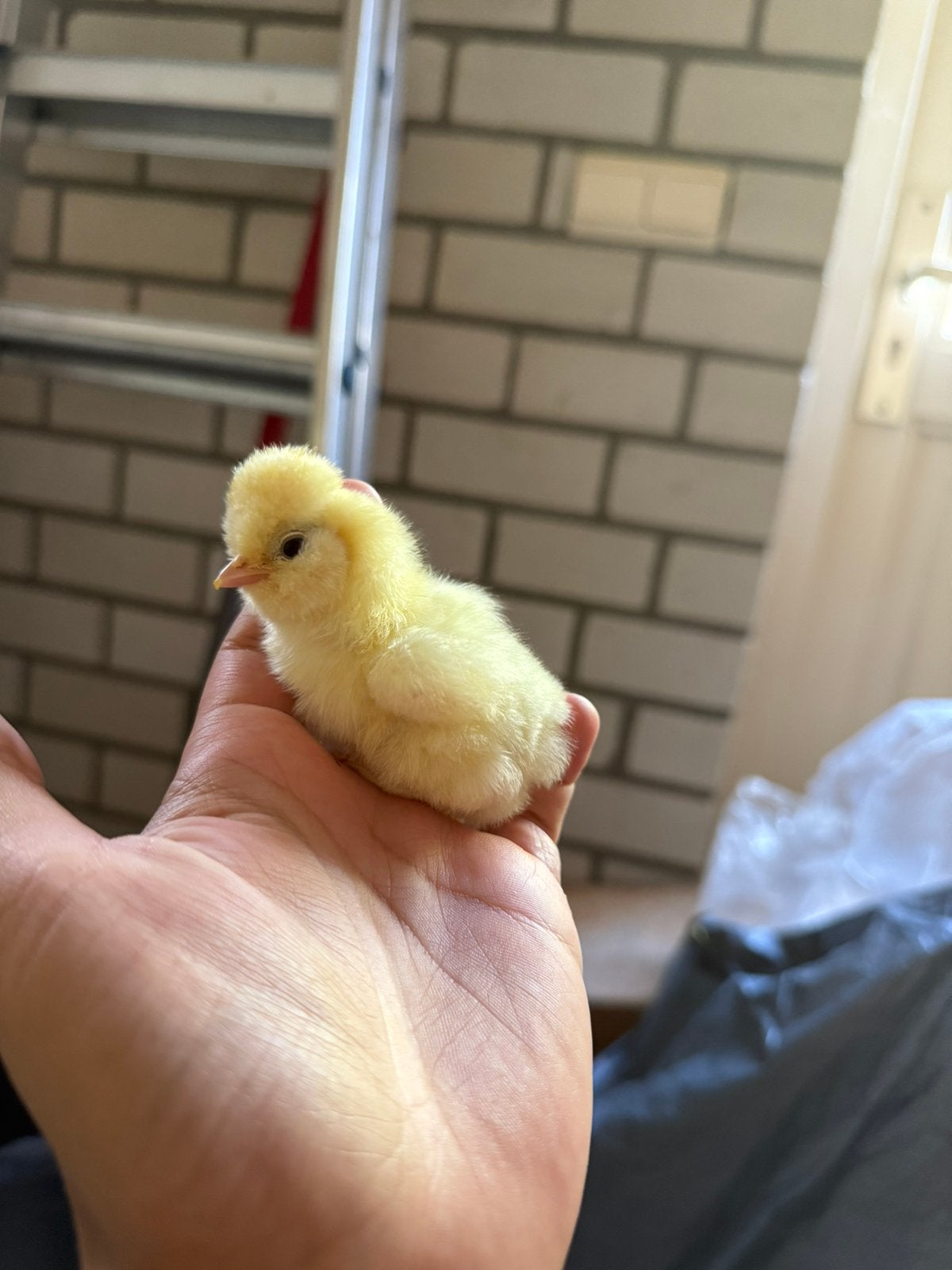 🐥Prachtige USA Zijdehoen kuikens🐣, Dieren en Toebehoren, Geslacht onbekend, Kip