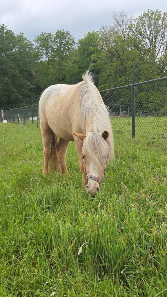 Palomino appaloosa merrie met mooie afstamming, Merrie