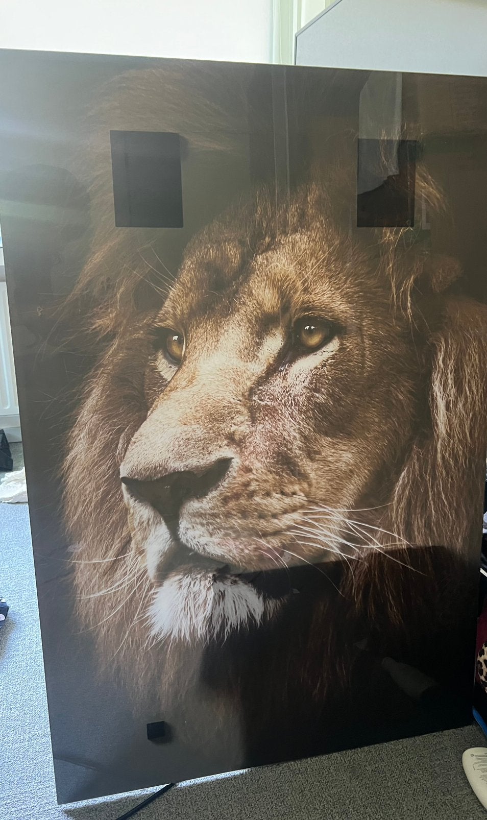 Plexiglas leeuw, Ophalen of Verzenden, Zo goed als nieuw, Foto of Poster
