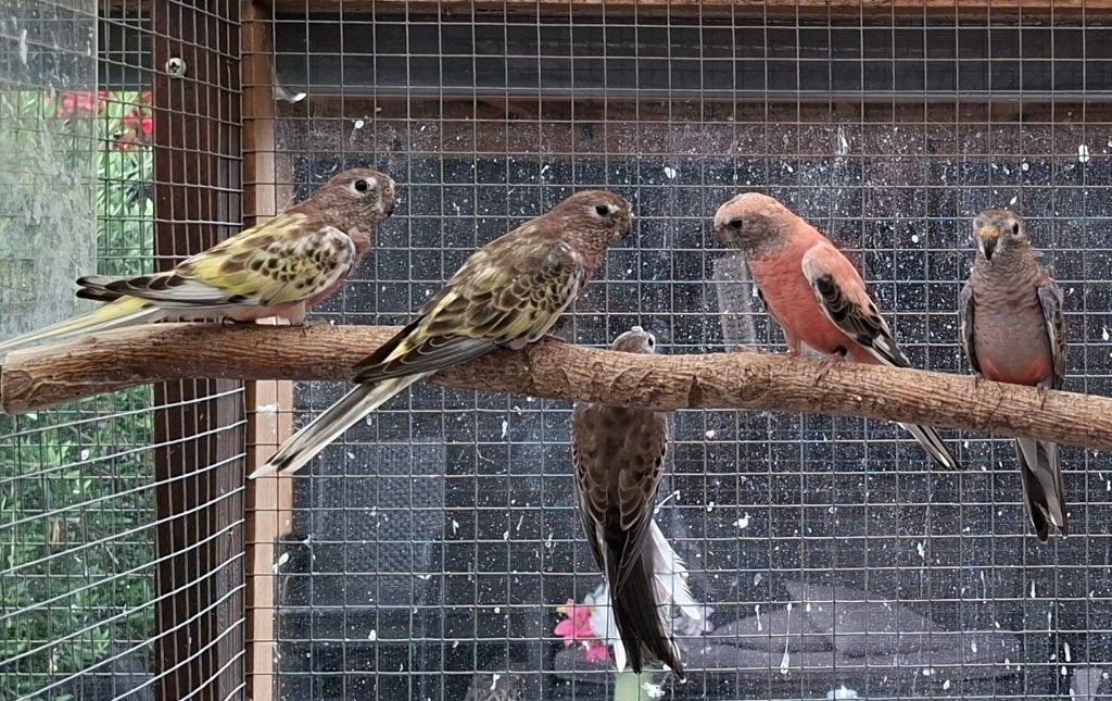 Bourks, gezoomd., Dieren en Toebehoren, Vogels | Parkieten en Papegaaien, Meerdere dieren, Parkiet, Geringd