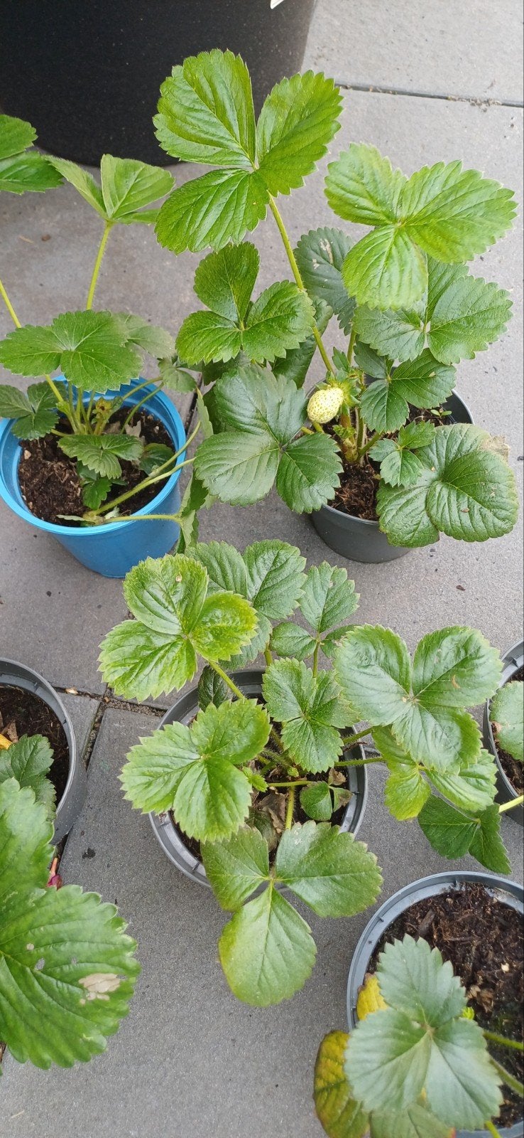6 Verse Aardbeien plantjes - Kweek je eigen aardbeien!, Volle zon, Vaste plant, Ophalen of Verzenden, Fruitplanten