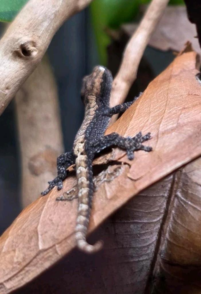 Lepidodactylus lugubris (rouwgekko), Amfibie, 0 tot 2 jaar