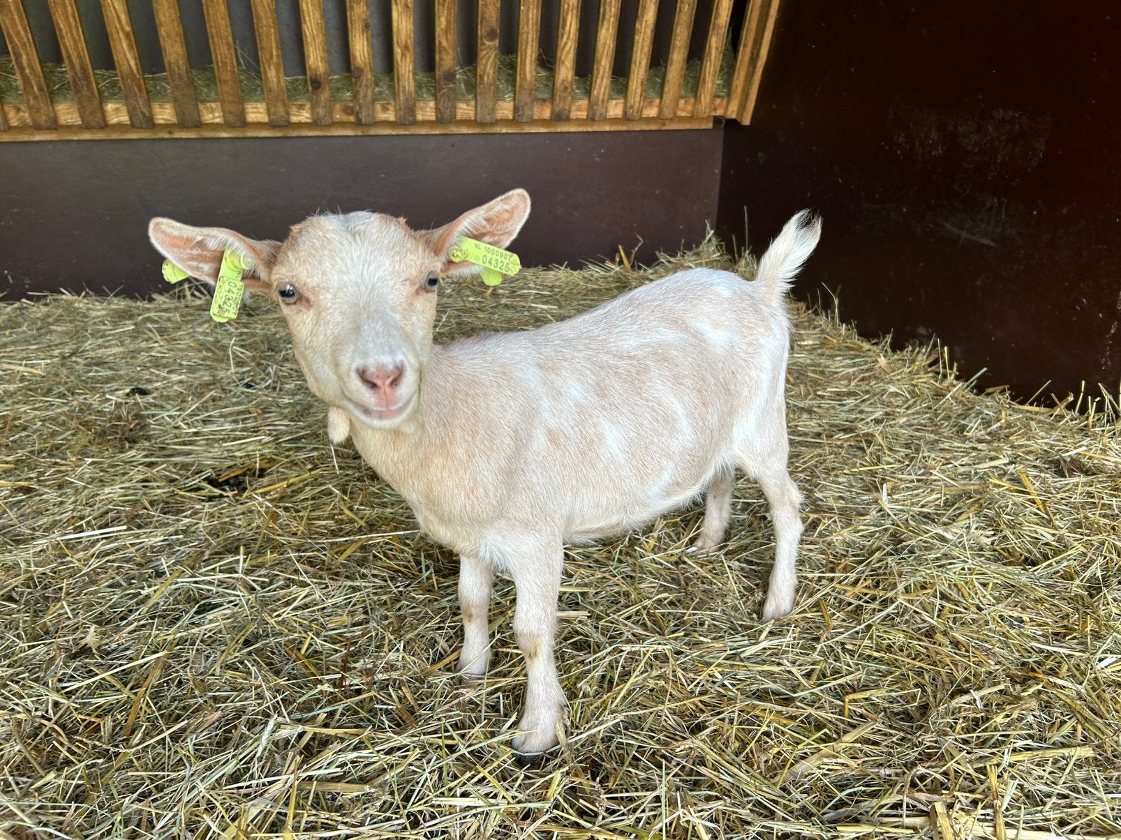 Te koop geit en bokje, Dieren en Toebehoren, Meerdere dieren, Geit