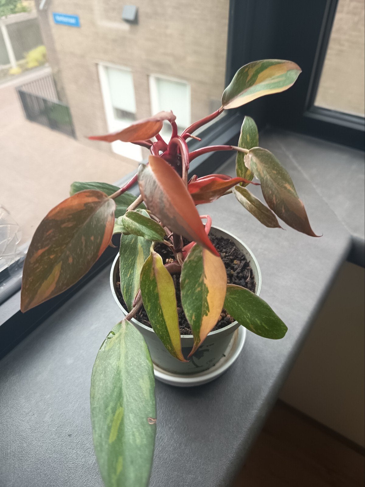 Philodendron orange Princess 15cm, Huis en Inrichting, Kamerplanten, Ophalen, Halfschaduw, Minder dan 100 cm