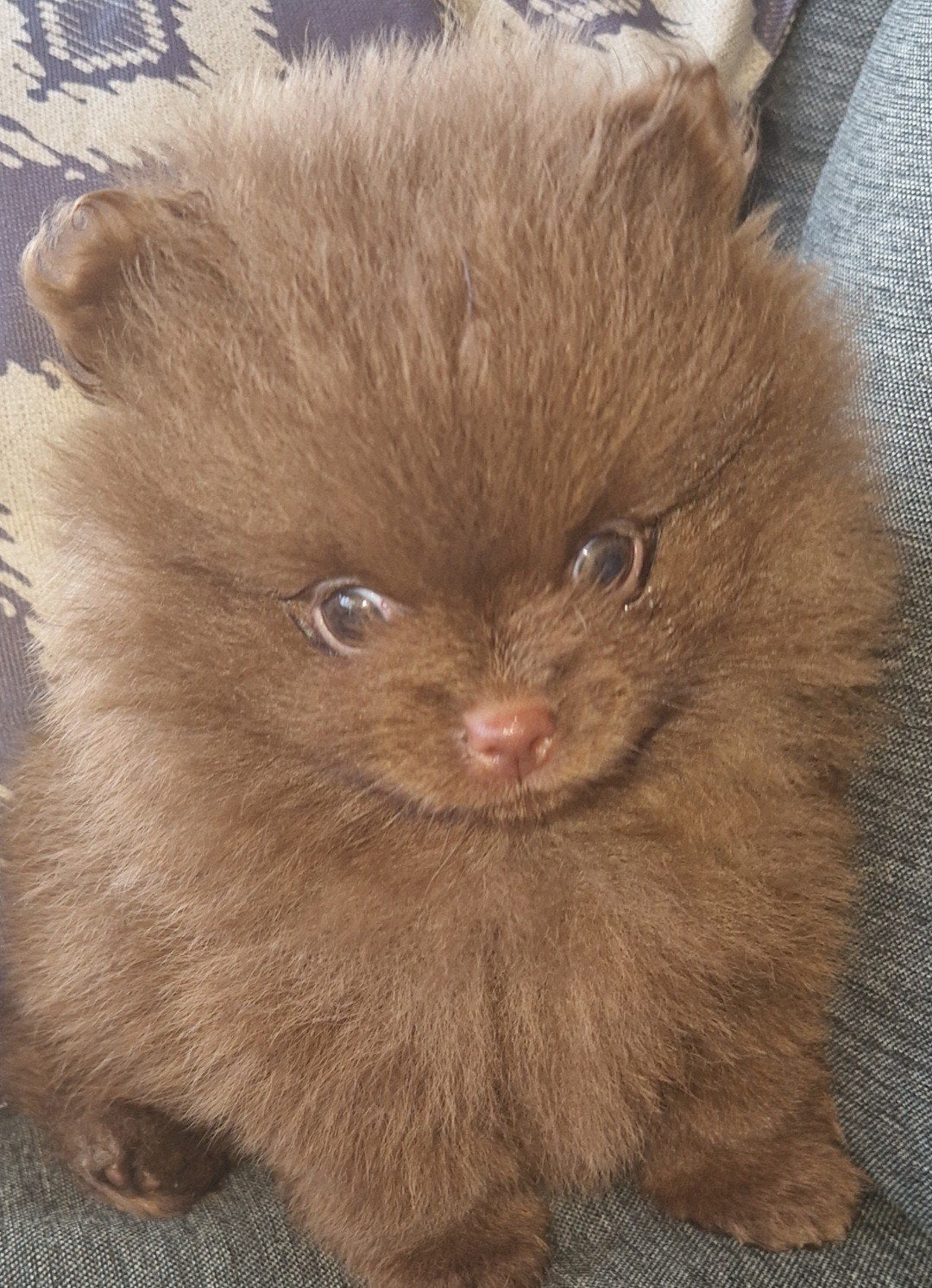 Pomeriaan pup Gezonde mini BearFace 100%raszuiver, Dieren en Toebehoren, Parvo, 8 tot 15 weken, Eén hond, Nederland