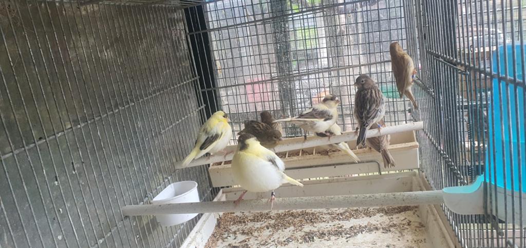 Kanaries fife fancy, Dieren en Toebehoren, Vogels | Kanaries, Meerdere dieren, Kleurkanarie