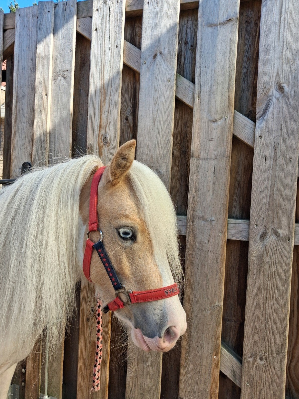 vrolijke, knappe dame zoekt forever home, Dieren en Toebehoren, 0 tot 2 jaar, Zadelmak, A pony (tot 1.17m), Recreatiepony