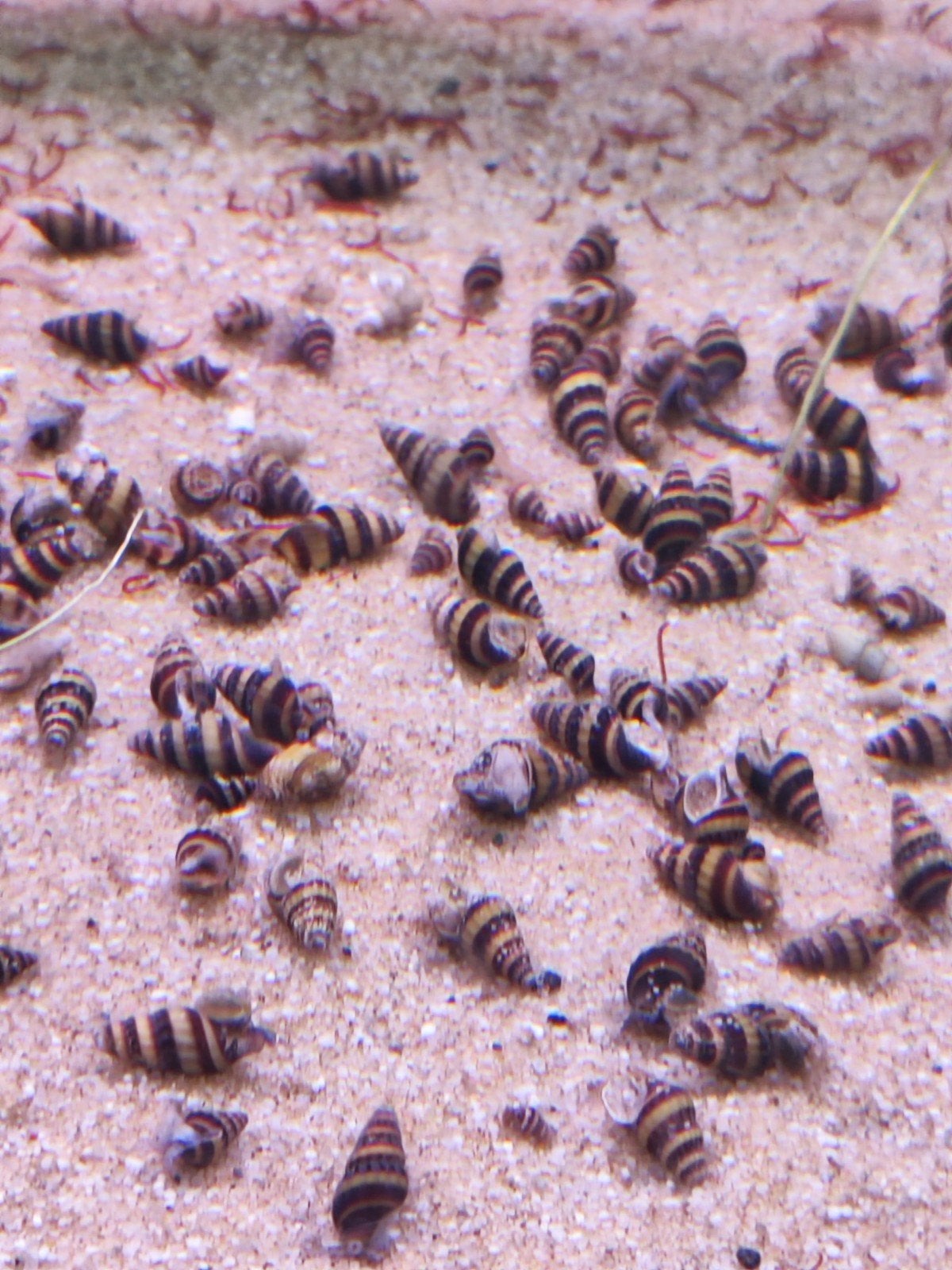 Helena slak, Dieren en Toebehoren, Vissen | Aquariumvissen, Slak of Weekdier