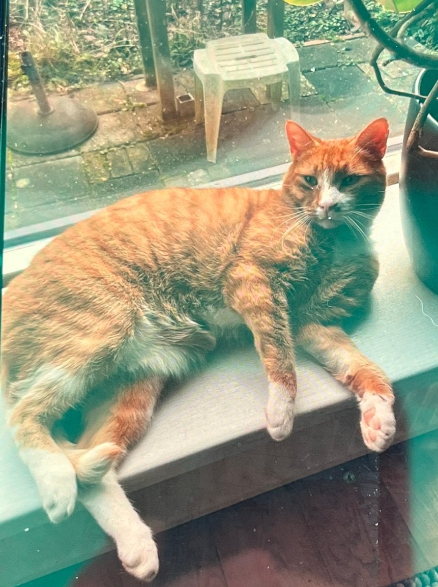 VERMISTE KAT – Omgeving Lewenborg centrum, Kat
