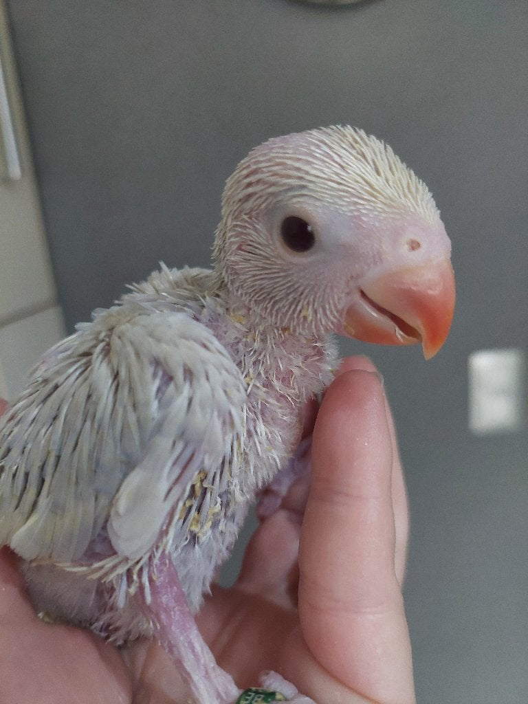 Halsbandparkiet baby handtam, Dieren en Toebehoren, Geslacht onbekend, Parkiet, Geringd