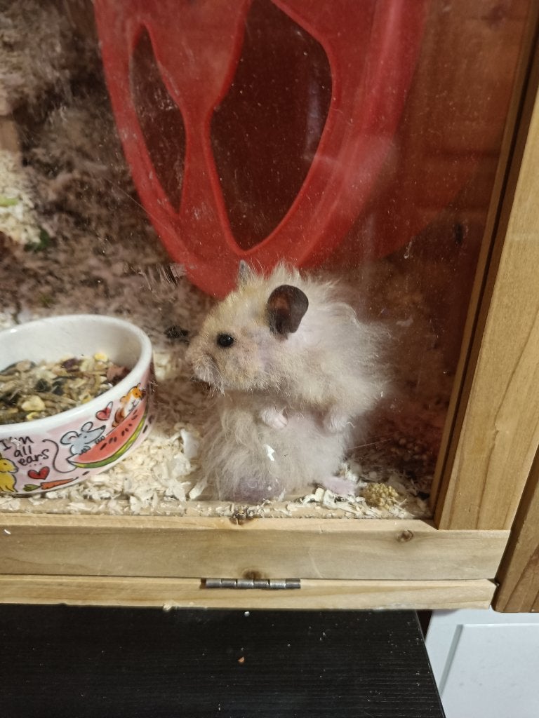 Knaagdieren opvang, Mei, Mannelijk, Cavia