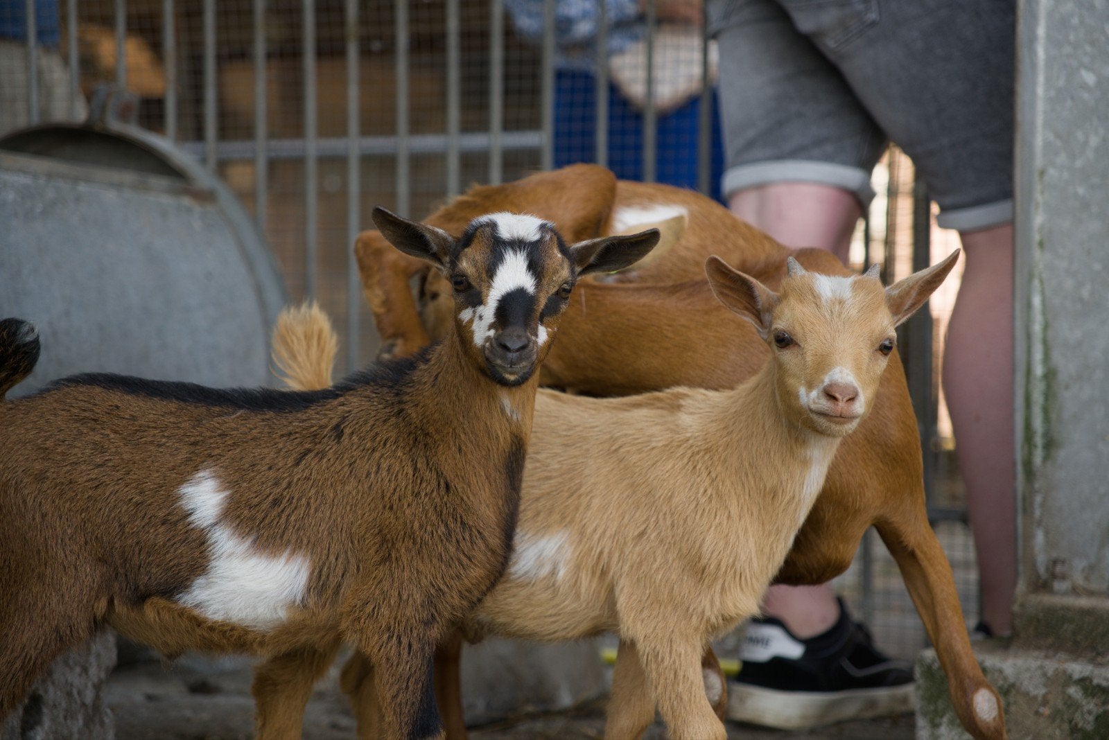 2 leuke bokjes, Dieren en Toebehoren, Schapen, Geiten en Varkens, Mannelijk, Geit, 0 tot 2 jaar