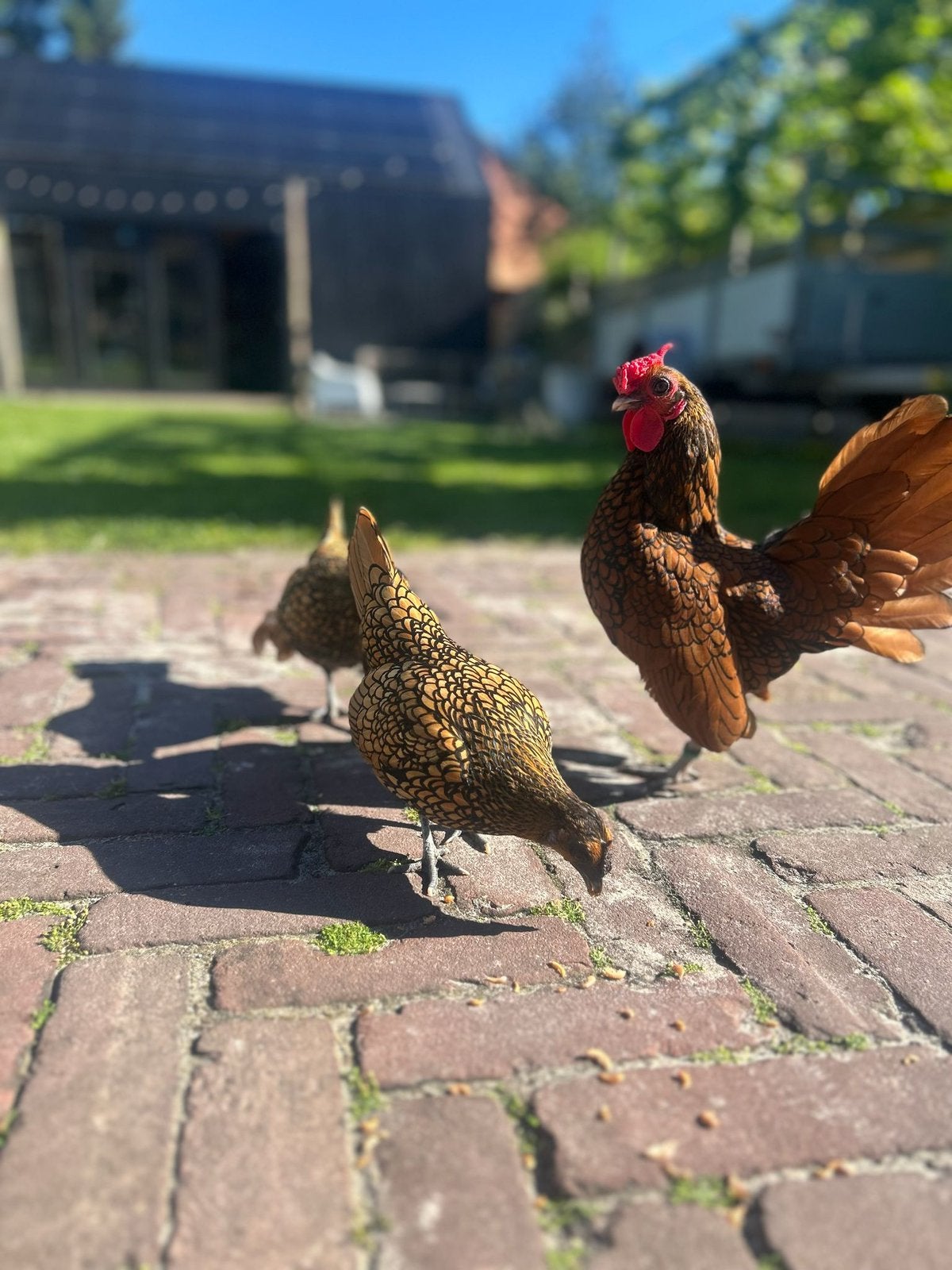 Sebright koppel, Meerdere dieren, Kip