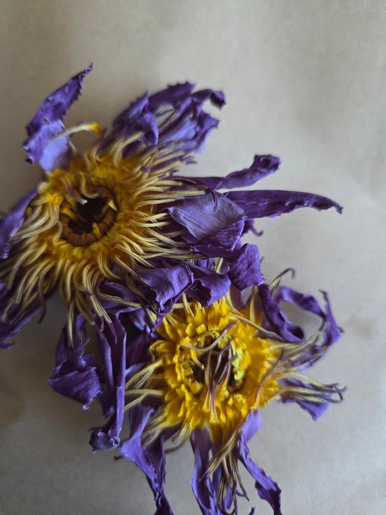 Gedroogde blauwe lotus voor thee, Verzenden, Volle zon, Overige soorten, Minder dan 100 cm