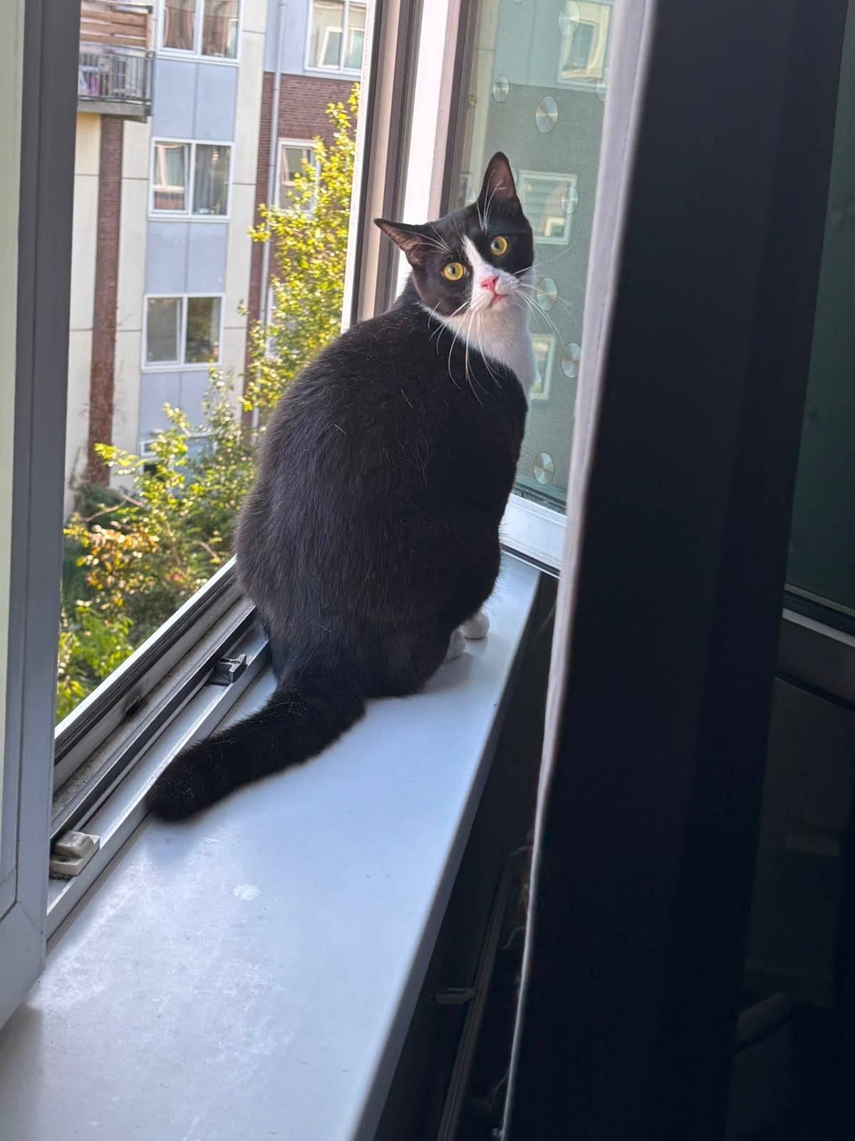 Kater, Dieren en Toebehoren, Katten en Kittens | Overige Katten, Kater, Kortharig, 0 tot 2 jaar