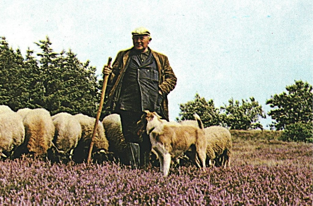 805486	Ruinen	Drenthe	Jr 60-70 Schaapskudde	Onbeschreven, Ophalen of Verzenden, 1960 tot 1980, Ongelopen, Drenthe
