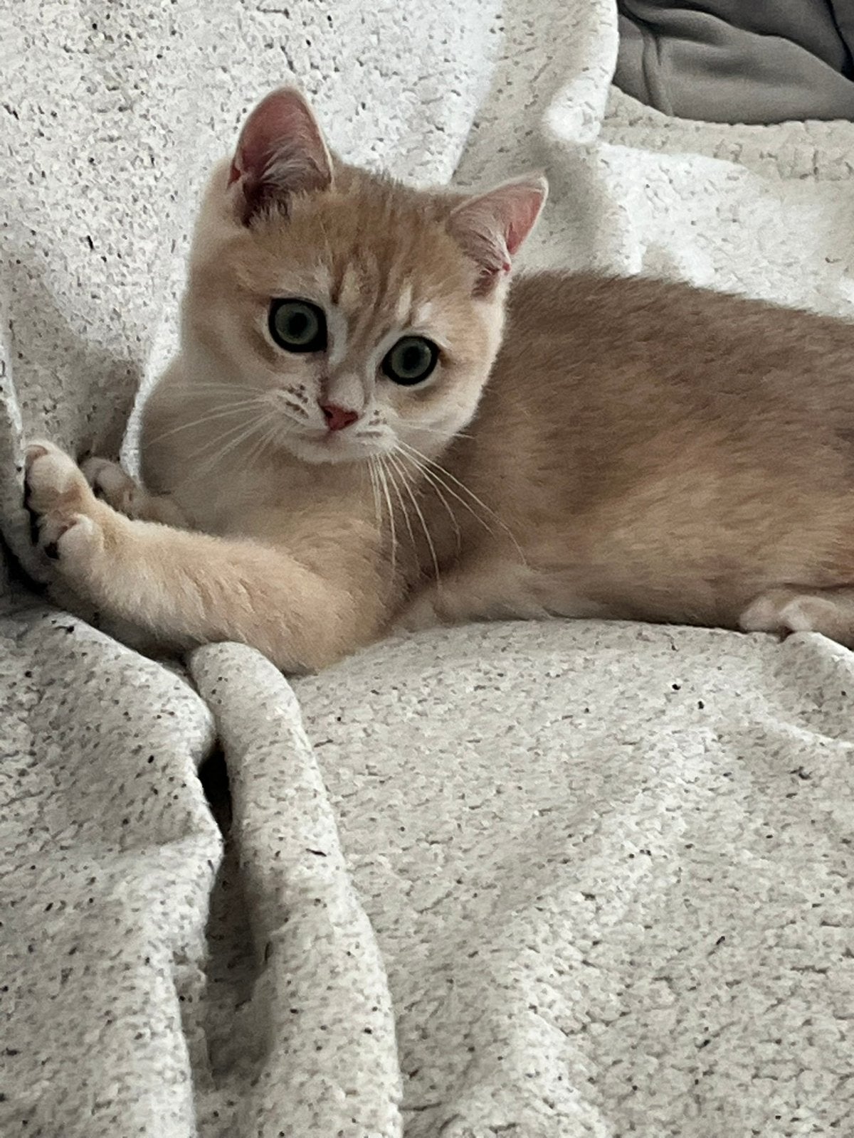 Britse korthaar kitten kater met stamboom golden shaded, Dieren en Toebehoren, Kater