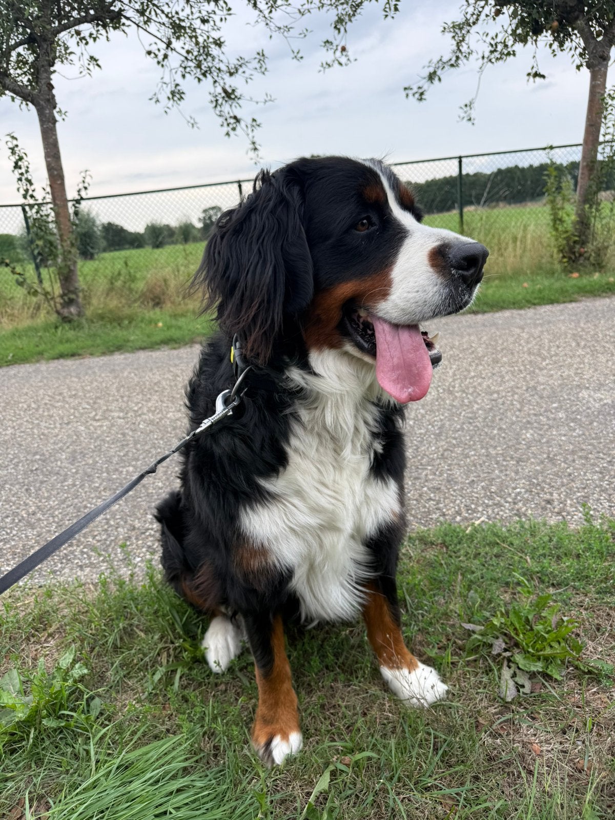Berner sennen teef 2 jarig, 1 tot 2 jaar, Teef, Eén hond, Nederland