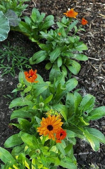 Biologische goudsbloem zaadjes, Tuin en Terras, Overige soorten, Volle zon, Eenjarig, Ophalen of Verzenden