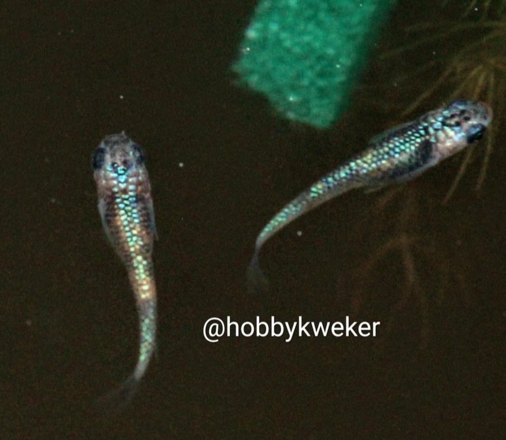 Medaka miyazakura eitjes, Dieren en Toebehoren, Vissen | Aquariumvissen, Vis
