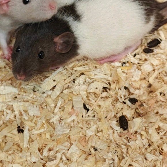 3 tamme rittens vrouw te koop*, Dieren en Toebehoren, Knaagdieren, Rat, Vrouwelijk, Mei, Tam