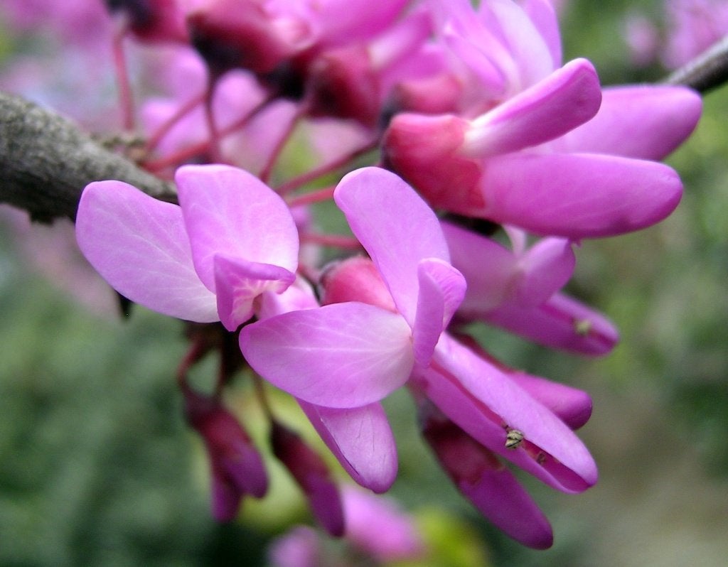 3 Cercis Judasbomen Spectaculaire Bloei € 100, Lente, 100 tot 250 cm, Volle zon, In pot