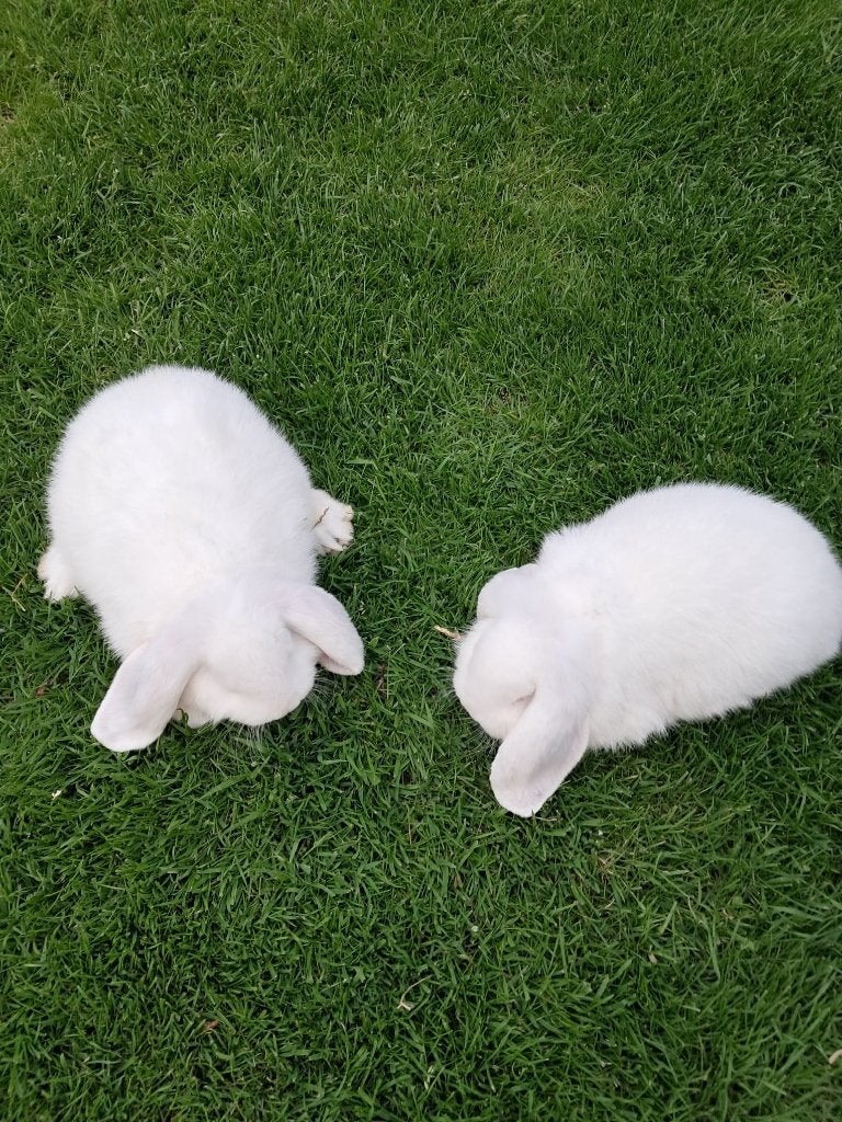 Rasechte Duitse hangoren wit, Dieren en Toebehoren, Meerdere dieren, Middelgroot, 0 tot 2 jaar