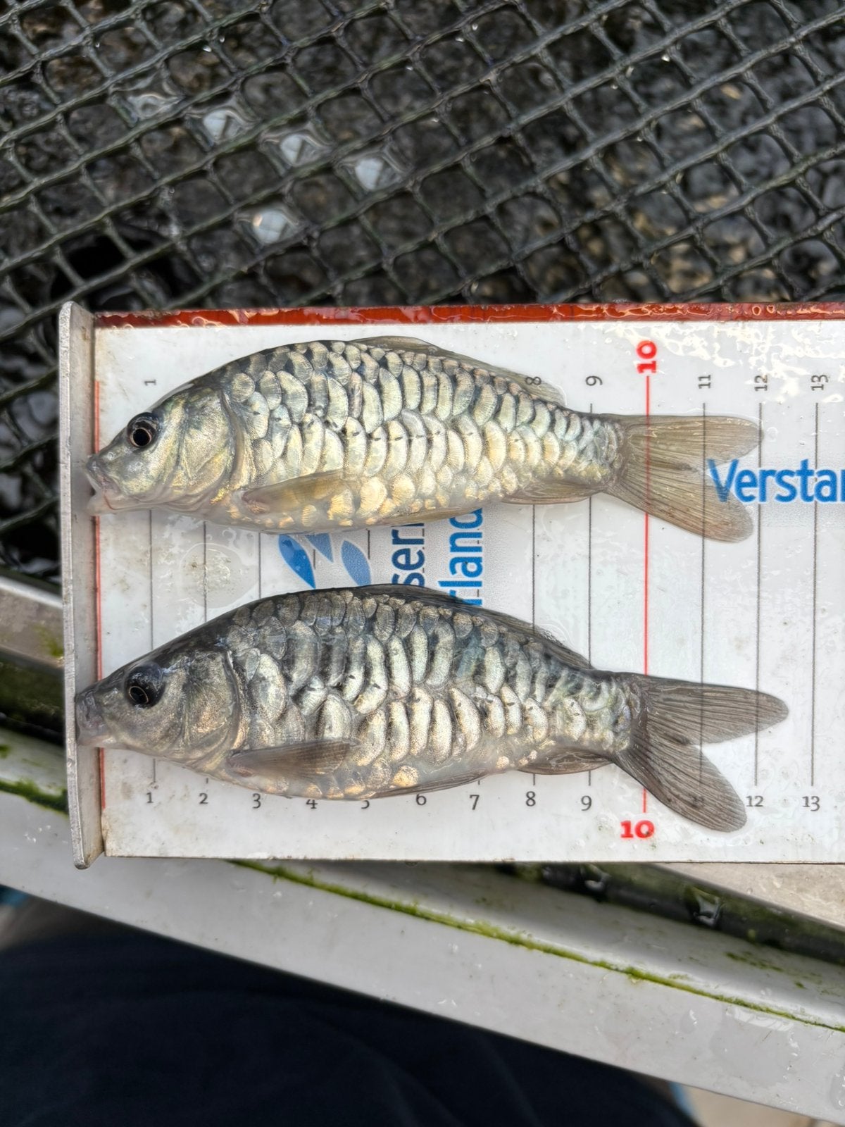 Spiegelkarpers, Dieren en Toebehoren, Karper of Koi