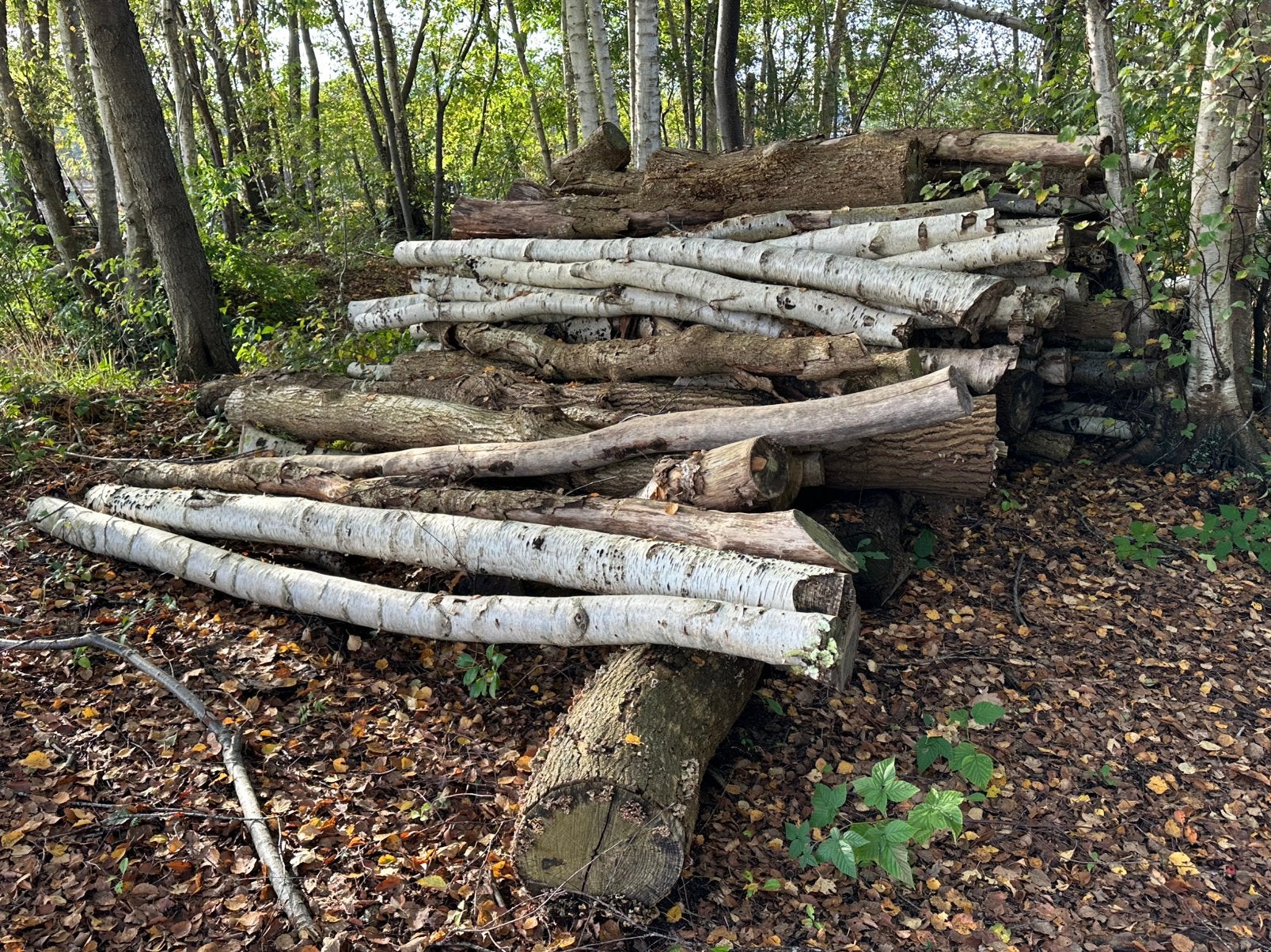 Stamhout, rondhout, haardhout, 6 m³ of meer, Ophalen, Overige houtsoorten, Stammen