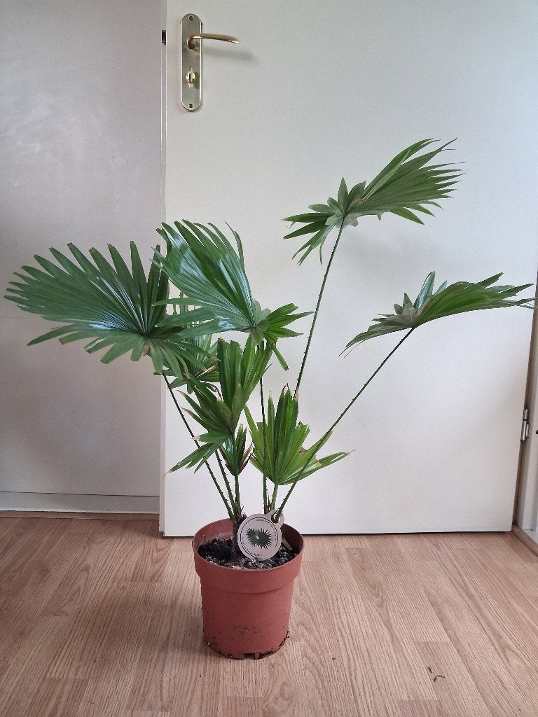 Livistona Rotundifolia - Waaierpalm H: 80 cm., Ophalen, Palm, Halfschaduw, Minder dan 100 cm