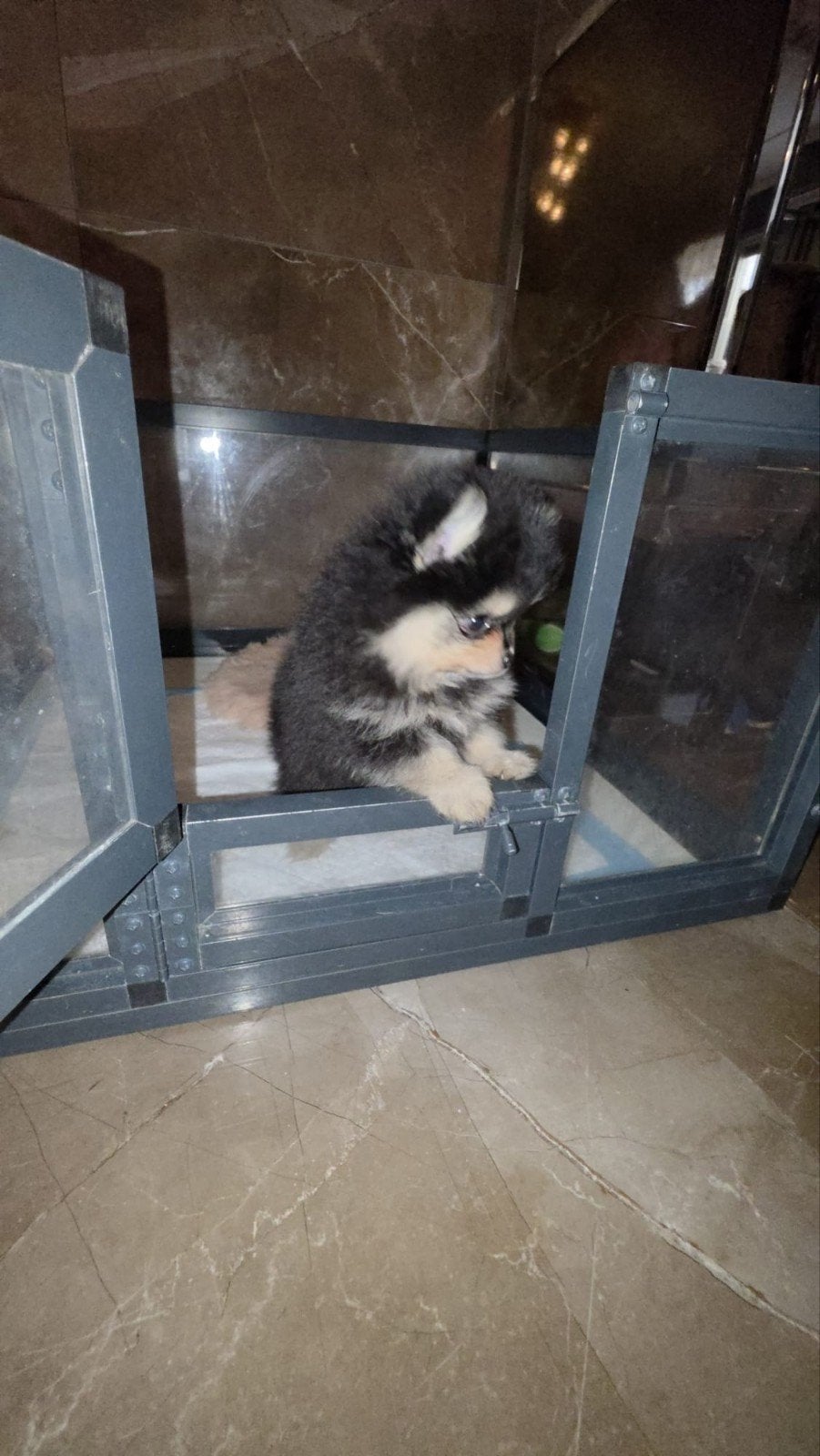 mini Bear Face Pomeriaan pup– direct beschikbaar, Dieren en Toebehoren, Eén hond, Nederland, Particulier, Reu